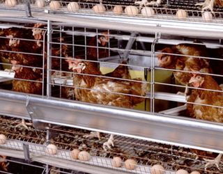Ячмінно-бобовий раціон для курей-несучок зменшує витрати на виробництво яєць
